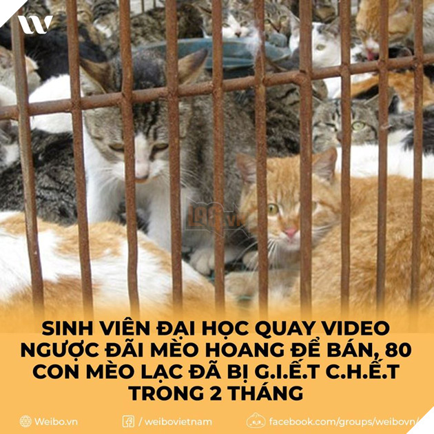 Sinh viên đại học quay video ngược đãi mèo lạc để bán, 80 con mèo lạc đã bị g.i.ế.t c.h.ế.t trong 2 tháng