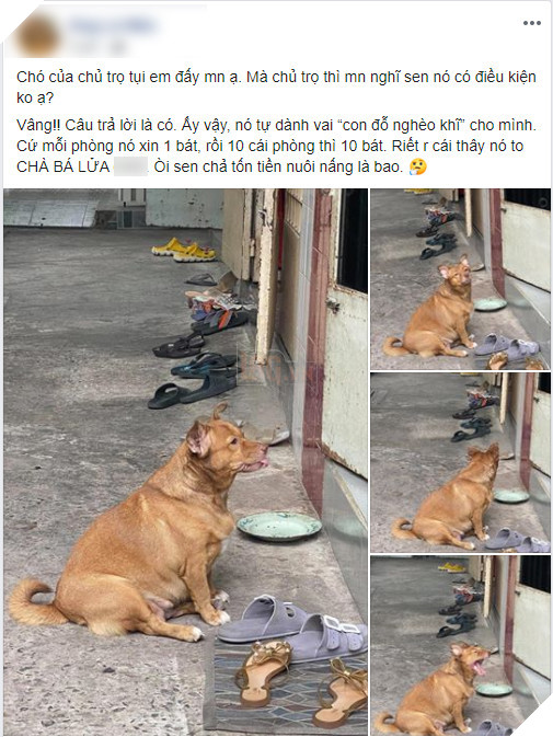 Đại boss tận dụng từng &quot;khách hàng&quot; của sen để kiếm ăn, ngày nào cũng đi &quot;thu họ&quot; đều đặn  - Ảnh 1.