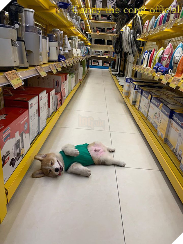 Chủ &quot;đại boss&quot; Candy với hơn 90.000 fans bất ngờ đăng đàn phân trần chuyện cho thú cưng uống thuốc mê để... câu like - Ảnh 7.