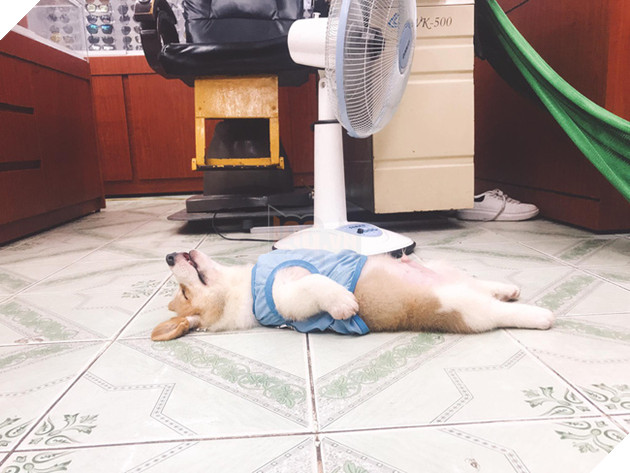 Chủ &quot;đại boss&quot; Candy với hơn 90.000 fans bất ngờ đăng đàn phân trần chuyện cho thú cưng uống thuốc mê để... câu like - Ảnh 5.