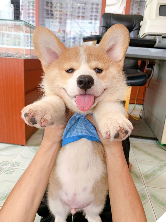 Chủ &quot;đại boss&quot; Candy với hơn 90.000 fans bất ngờ đăng đàn phân trần chuyện cho thú cưng uống thuốc mê để... câu like - Ảnh 6.