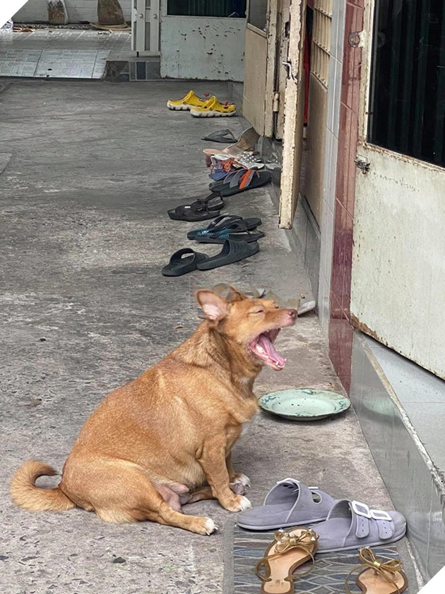 Đại boss tận dụng từng khách hàng của sen để kiếm ăn, ngày nào cũng đi thu họ đều đặn 3