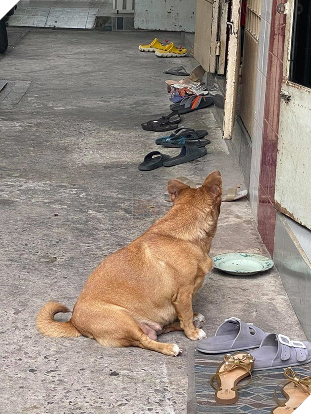 Đại boss tận dụng từng khách hàng của sen để kiếm ăn, ngày nào cũng đi thu họ đều đặn 4