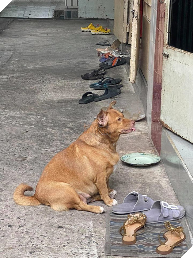 Đại boss tận dụng từng khách hàng của sen để kiếm ăn, ngày nào cũng đi thu họ đều đặn 2