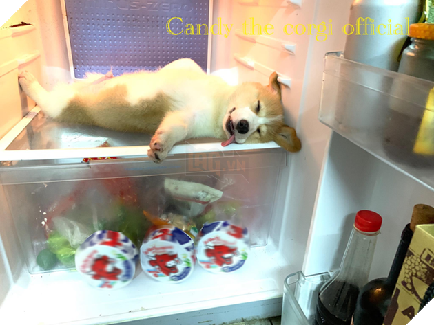 Chủ &quot;đại boss&quot; Candy với hơn 90.000 fans bất ngờ đăng đàn phân trần chuyện cho thú cưng uống thuốc mê để... câu like - Ảnh 8.