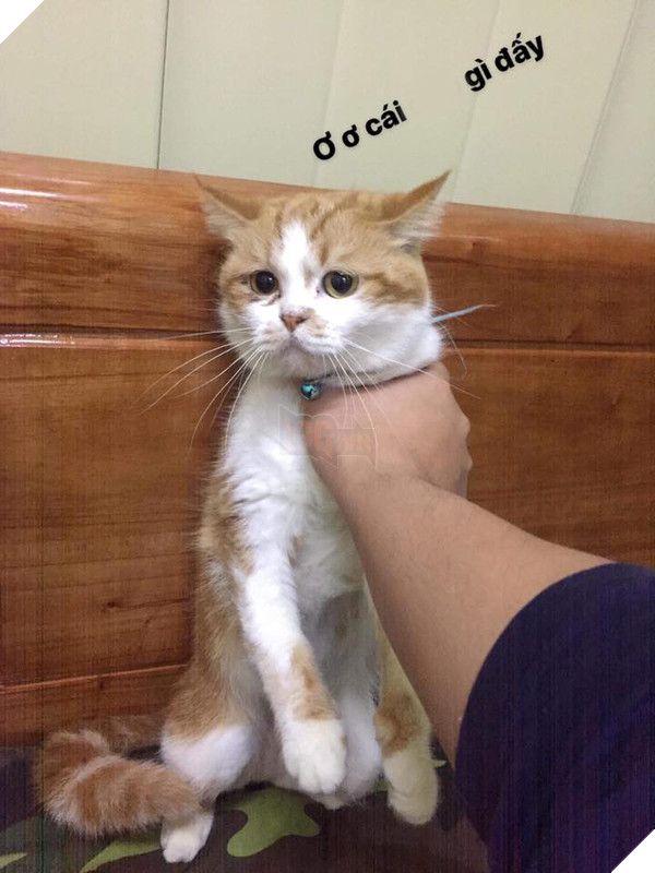 
"Nhìn mặt tao giống đang vui?"