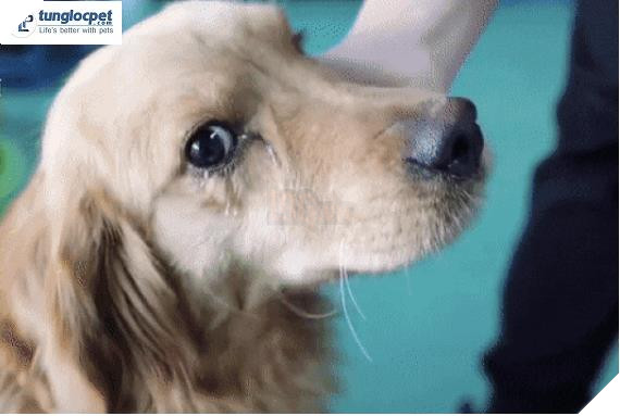 Chú chó nhỏ cảm động rơi nước mắt sau khi được cứu thoát khỏi lò mổ giết thịt 2