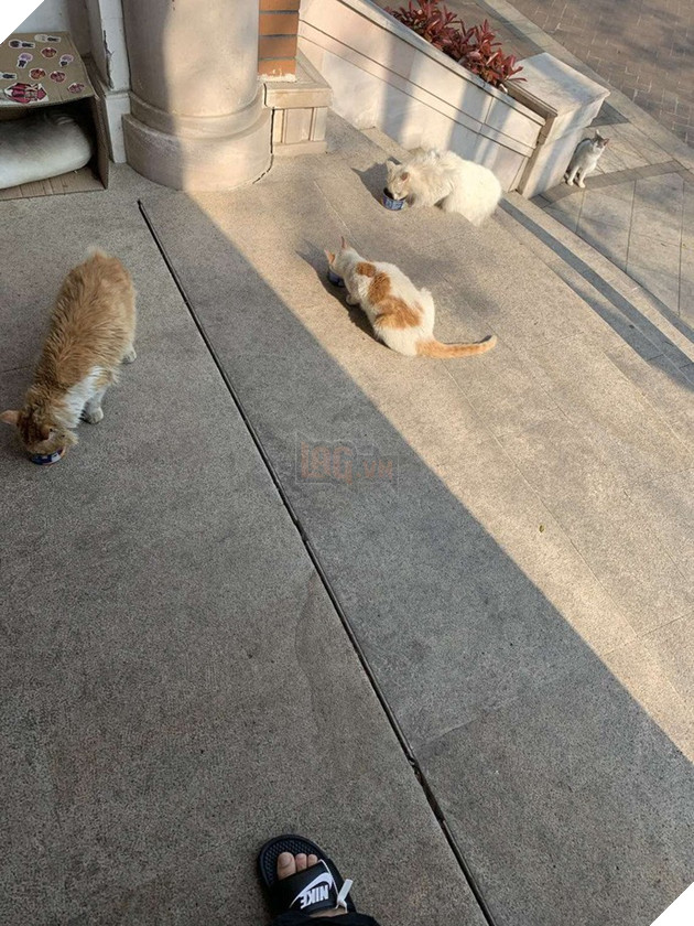 Cảm nhận của cộng đồng LMHT về loạt skin vô địch thế giới của FPX: Trông có khác gì 5 anh em siêu nhân không? - Ảnh 3.