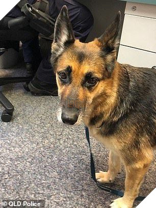 Cảm động chú chó bơi hơn 11 tiếng đồng hồ để tìm người cứu chủ