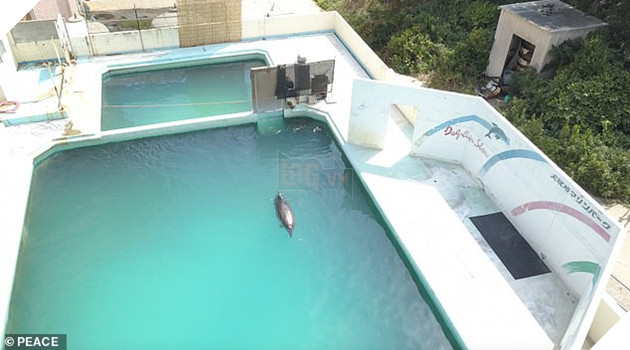 Cô cá heo tội nghiệp chết trong cô đơn sau 2 năm bị bỏ rơi trong Thủy cung Nhật bản 3