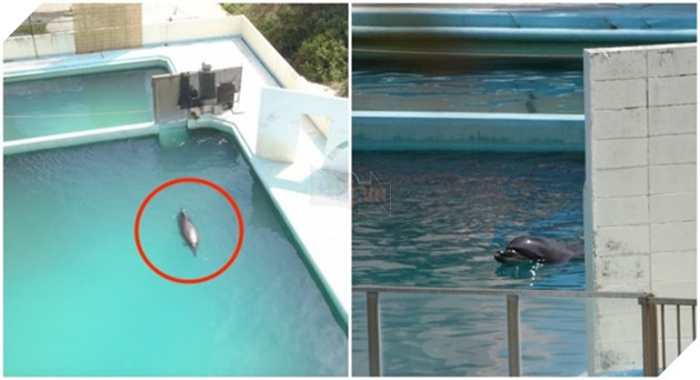 Chú cá heo cô đơn bị bỏ rơi tại bể bơi ở Nhật Bản sẽ làm trái tim bạn tan vỡ