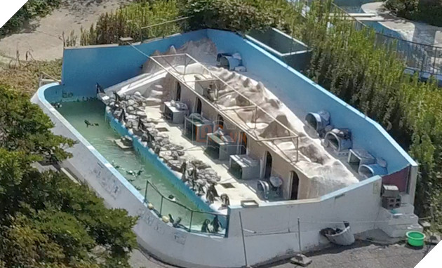 Cô cá heo tội nghiệp chết trong cô đơn sau 2 năm bị bỏ rơi trong Thủy cung Nhật bản 4