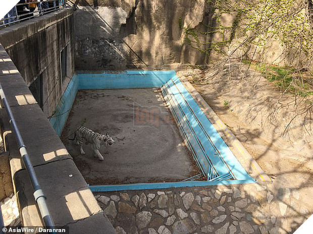 Bị nuôi nhốt lâu ở nơi quá chật hẹp, hổ trắng thất thểu không ngừng đi theo vòng tròn khiến nhiều người lo lắng - Ảnh 2.