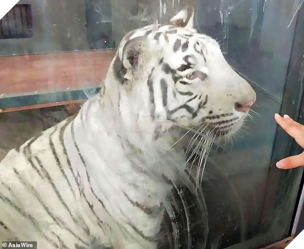 Bị nuôi nhốt lâu ở nơi quá chật hẹp, hổ trắng thất thểu không ngừng đi theo vòng tròn khiến nhiều người lo lắng - Ảnh 3.