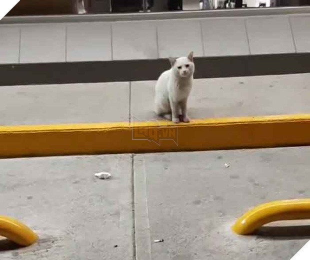 Góc lên đời: mèo hoang dụ người lạ mua đồ ăn rồi nghiễm nhiên được rước về làm boss để cung phụng - Ảnh 1.