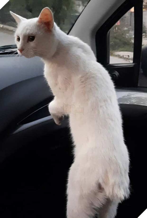 Góc lên đời: mèo hoang dụ người lạ mua đồ ăn rồi nghiễm nhiên được rước về làm boss để cung phụng - Ảnh 6.