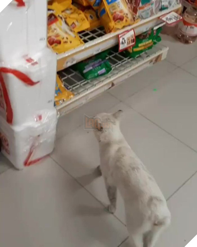 G&#243;c l&#234;n đời: m&#232;o hoang dụ người lạ mua đồ ăn rồi nghiễm nhi&#234;n được rước về l&#224;m &amp;quot;boss&amp;quot; để cung phụng - Ảnh 2.