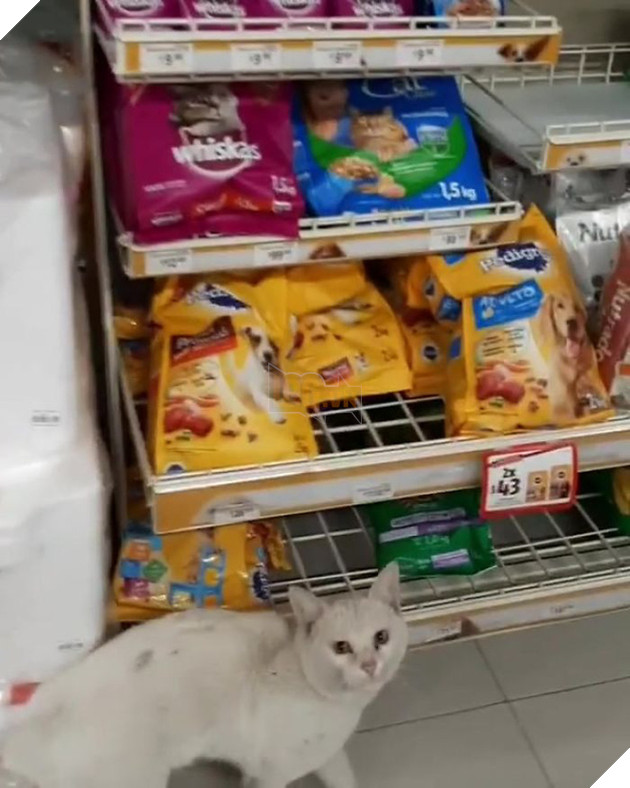 G&#243;c l&#234;n đời: m&#232;o hoang dụ người lạ mua đồ ăn rồi nghiễm nhi&#234;n được rước về l&#224;m &amp;quot;boss&amp;quot; để cung phụng - Ảnh 2.