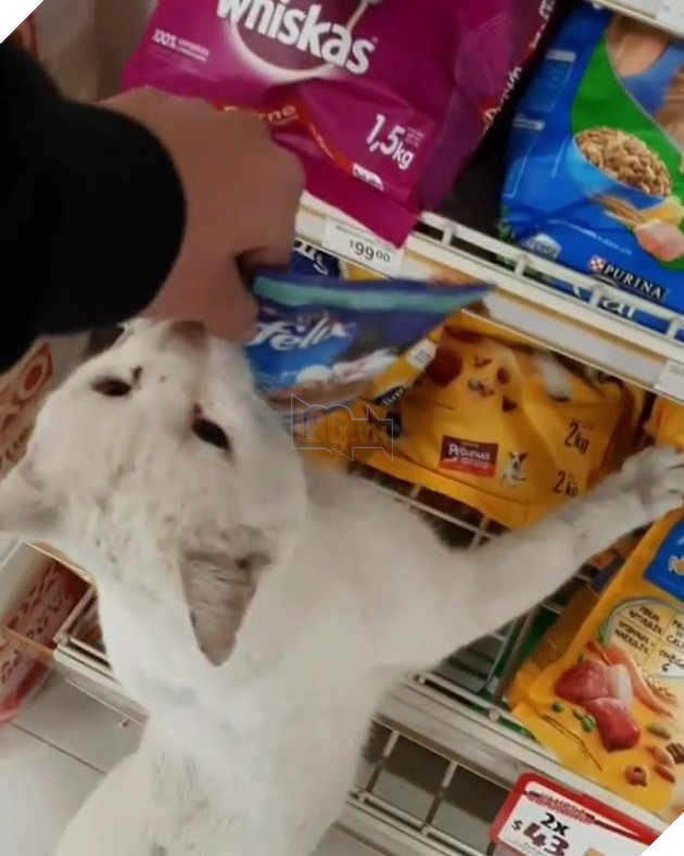 G&#243;c l&#234;n đời: m&#232;o hoang dụ người lạ mua đồ ăn rồi nghiễm nhi&#234;n được rước về l&#224;m &amp;quot;boss&amp;quot; để cung phụng - Ảnh 3.