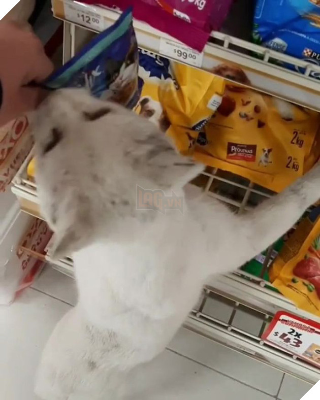 G&#243;c l&#234;n đời: m&#232;o hoang dụ người lạ mua đồ ăn rồi nghiễm nhi&#234;n được rước về l&#224;m &amp;quot;boss&amp;quot; để cung phụng - Ảnh 3.