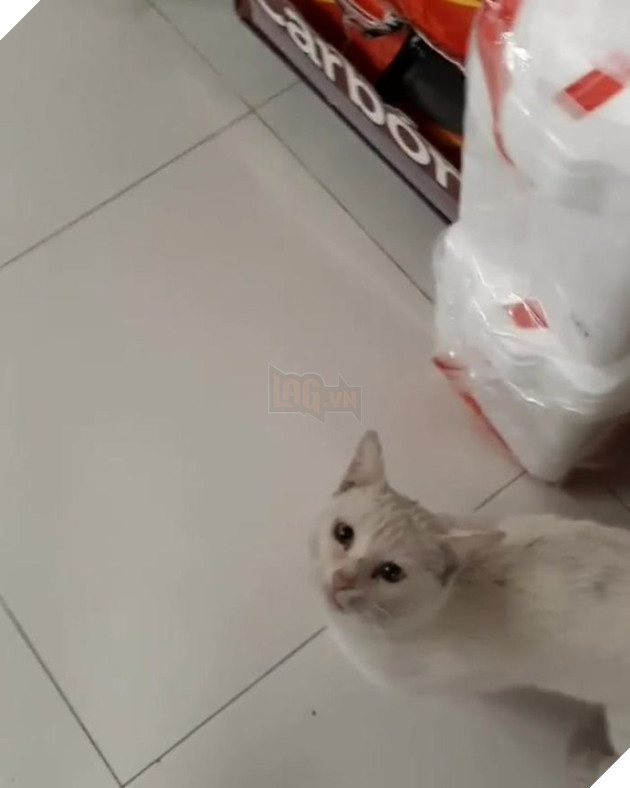 G&#243;c l&#234;n đời: m&#232;o hoang dụ người lạ mua đồ ăn rồi nghiễm nhi&#234;n được rước về l&#224;m &amp;quot;boss&amp;quot; để cung phụng - Ảnh 2.