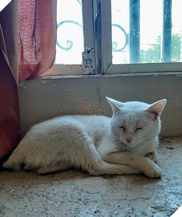 Góc lên đời: mèo hoang dụ người lạ mua đồ ăn rồi nghiễm nhiên được rước về làm boss để cung phụng - Ảnh 5.