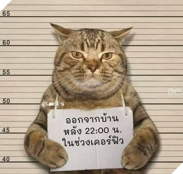 &quot;Quàng thượng&quot; vi phạm lệnh giới nghiêm nửa đêm bị hốt lên phường, nhưng nhìn hậu quả ai cũng phì cười - Ảnh 3.