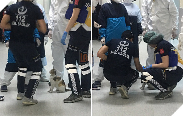 Ấm lòng hình ảnh mèo mẹ bế mèo con tới bệnh viện để khám bệnh, được các bác sĩ nhiệt tình giúp đỡ - Ảnh 2.