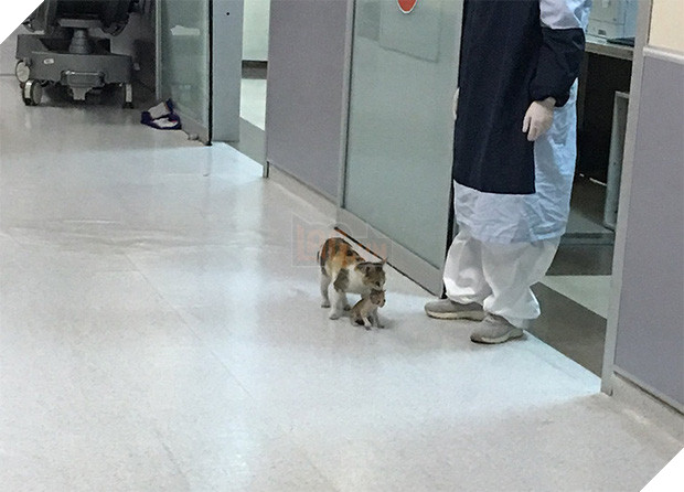 Ấm lòng hình ảnh mèo mẹ bế mèo con tới bệnh viện để khám bệnh, được các bác sĩ nhiệt tình giúp đỡ - Ảnh 3.