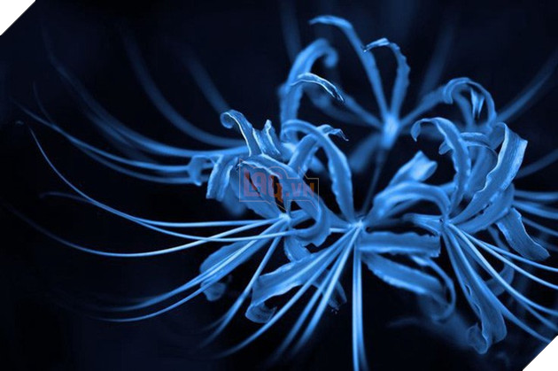 Kimetsu no Yaiba: 5 bí ẩn mãi mãi không có lời giải đáp vì bộ truyện đã kết thúc thật rồi! - Ảnh 1.