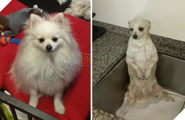 Than mua chó lông xù đáng yêu nhận về hải cẩu mặt ngơ nhưng sự thật được tiết lộ mới khiến ai nấy phì cười - Ảnh 4.