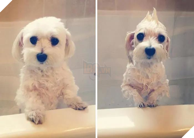 Than mua chó lông xù đáng yêu nhận về hải cẩu mặt ngơ nhưng sự thật được tiết lộ mới khiến ai nấy phì cười - Ảnh 5.