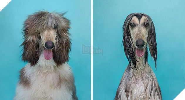 Than mua chó lông xù đáng yêu nhận về hải cẩu mặt ngơ nhưng sự thật được tiết lộ mới khiến ai nấy phì cười - Ảnh 3.