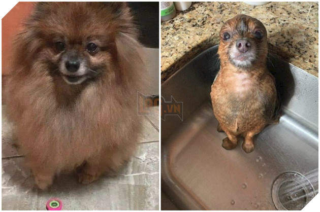 Than mua chó lông xù đáng yêu nhận về hải cẩu mặt ngơ nhưng sự thật được tiết lộ mới khiến ai nấy phì cười - Ảnh 1.