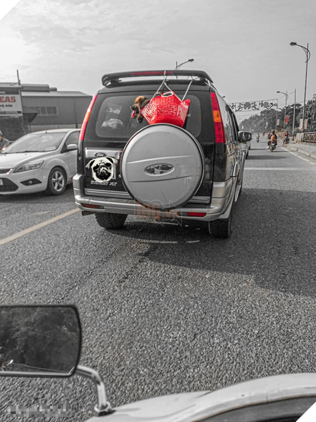 Hình ảnh chú chó bị chủ bỏ trong chiếc giỏ đi chợ rồi treo lủng lẳng sau xe ô tô khi đang chạy trên đường khiến dân mạng tranh cãi kịch liệt - Ảnh 2.