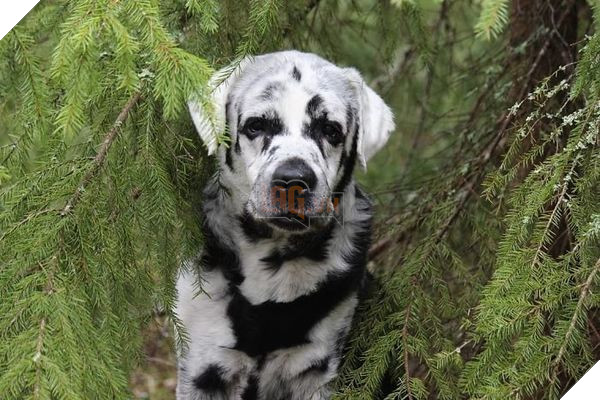 Chú chó có bộ lông tự đổi từ màu đen sang trắng do bệnh hiếm gặp 5