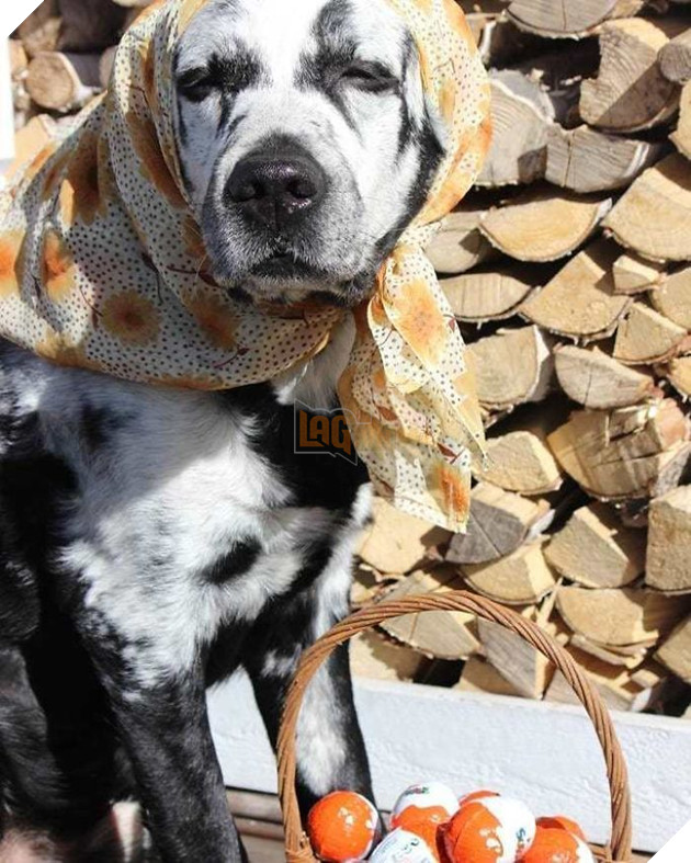 Chú chó có bộ lông tự đổi từ màu đen sang trắng do bệnh hiếm gặp