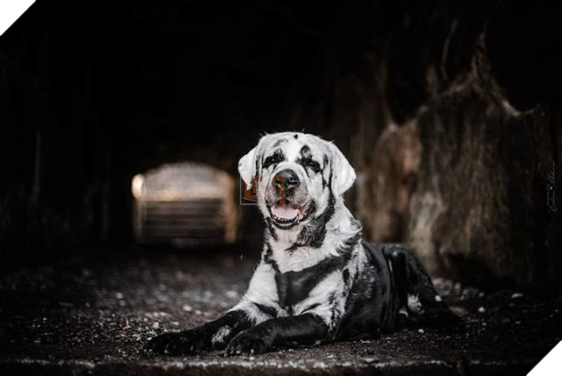 Chú chó có bộ lông tự đổi từ màu đen sang trắng do bệnh hiếm gặp 7