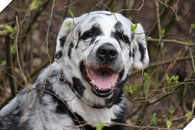 Chú chó có bộ lông tự đổi từ màu đen sang trắng do bệnh hiếm gặp 8