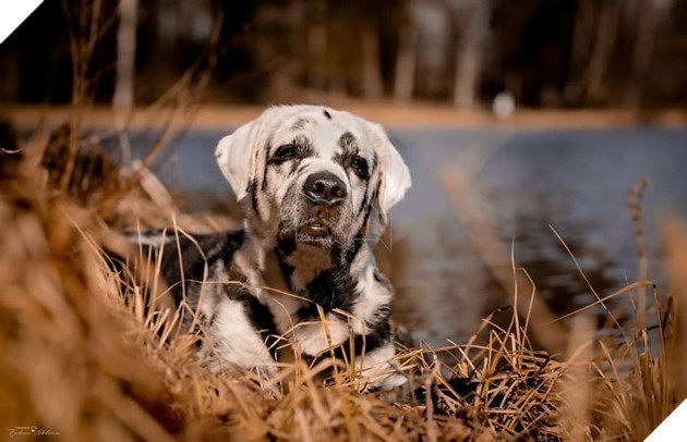 Chú chó có bộ lông tự đổi từ màu đen sang trắng do bệnh hiếm gặp 9