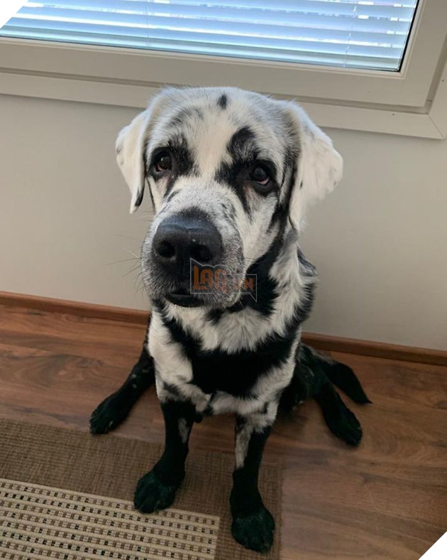 Chú chó có bộ lông tự đổi từ màu đen sang trắng do bệnh hiếm gặp 6