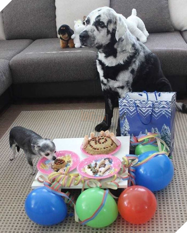 Chú chó có bộ lông tự đổi từ màu đen sang trắng do bệnh hiếm gặp 3