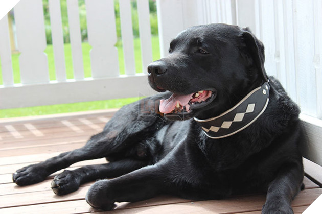 Chú chó có bộ lông tự đổi từ màu đen sang trắng do bệnh hiếm gặp 2