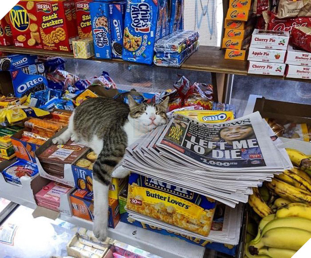 Tuyển tập những chú mèo chăm chỉ ngồi trông hàng và sở hữu phong thái như thể chính chúng nó mới là ông chủ - Ảnh 1.