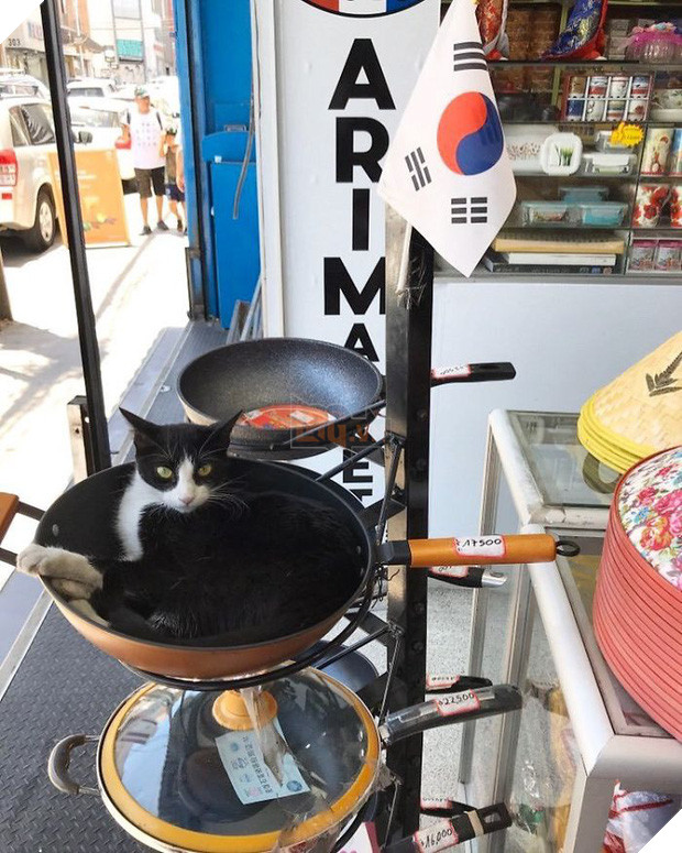 Tuyển tập những chú mèo chăm chỉ ngồi trông hàng và sở hữu phong thái như thể chính chúng nó mới là ông chủ - Ảnh 2.