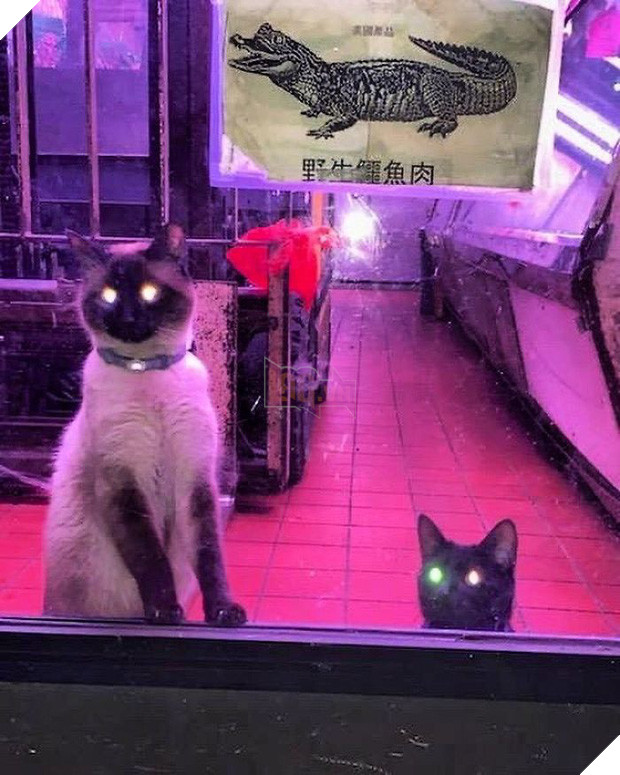 Tuyển tập những chú mèo chăm chỉ ngồi trông hàng và sở hữu phong thái như thể chính chúng nó mới là ông chủ - Ảnh 4.