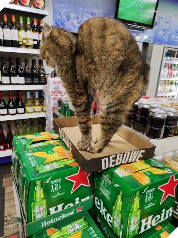 Tuyển tập những chú mèo chăm chỉ ngồi trông hàng và sở hữu phong thái như thể chính chúng nó mới là ông chủ - Ảnh 5.