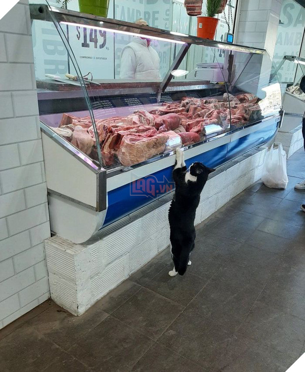 Tuyển tập những chú mèo chăm chỉ ngồi trông hàng và sở hữu phong thái như thể chính chúng nó mới là ông chủ - Ảnh 7.