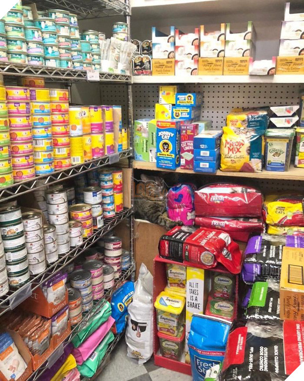 Tuyển tập những chú mèo chăm chỉ ngồi trông hàng và sở hữu phong thái như thể chính chúng nó mới là ông chủ - Ảnh 8.