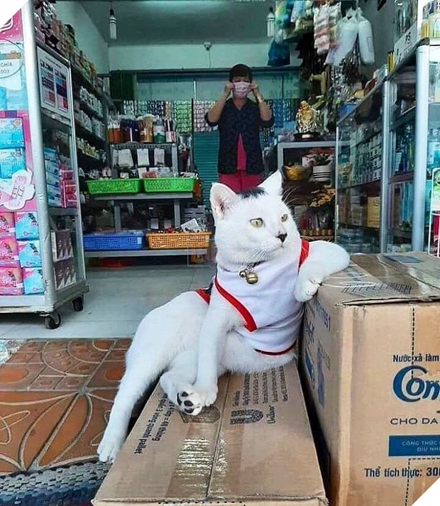 Tuyển tập những chú mèo chăm chỉ ngồi trông hàng và sở hữu phong thái như thể chính chúng nó mới là ông chủ - Ảnh 10.